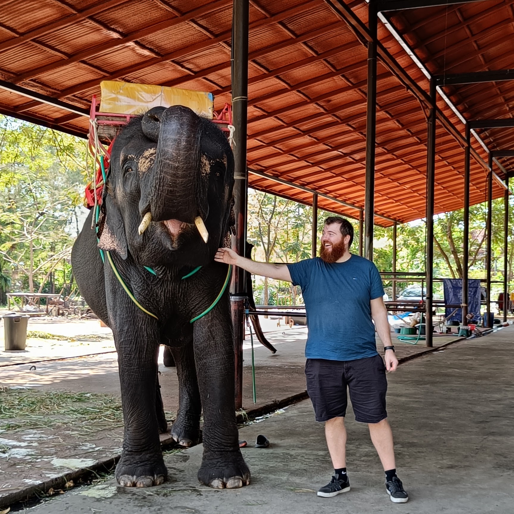 Guest feeding rescued elephant at sanctuary
