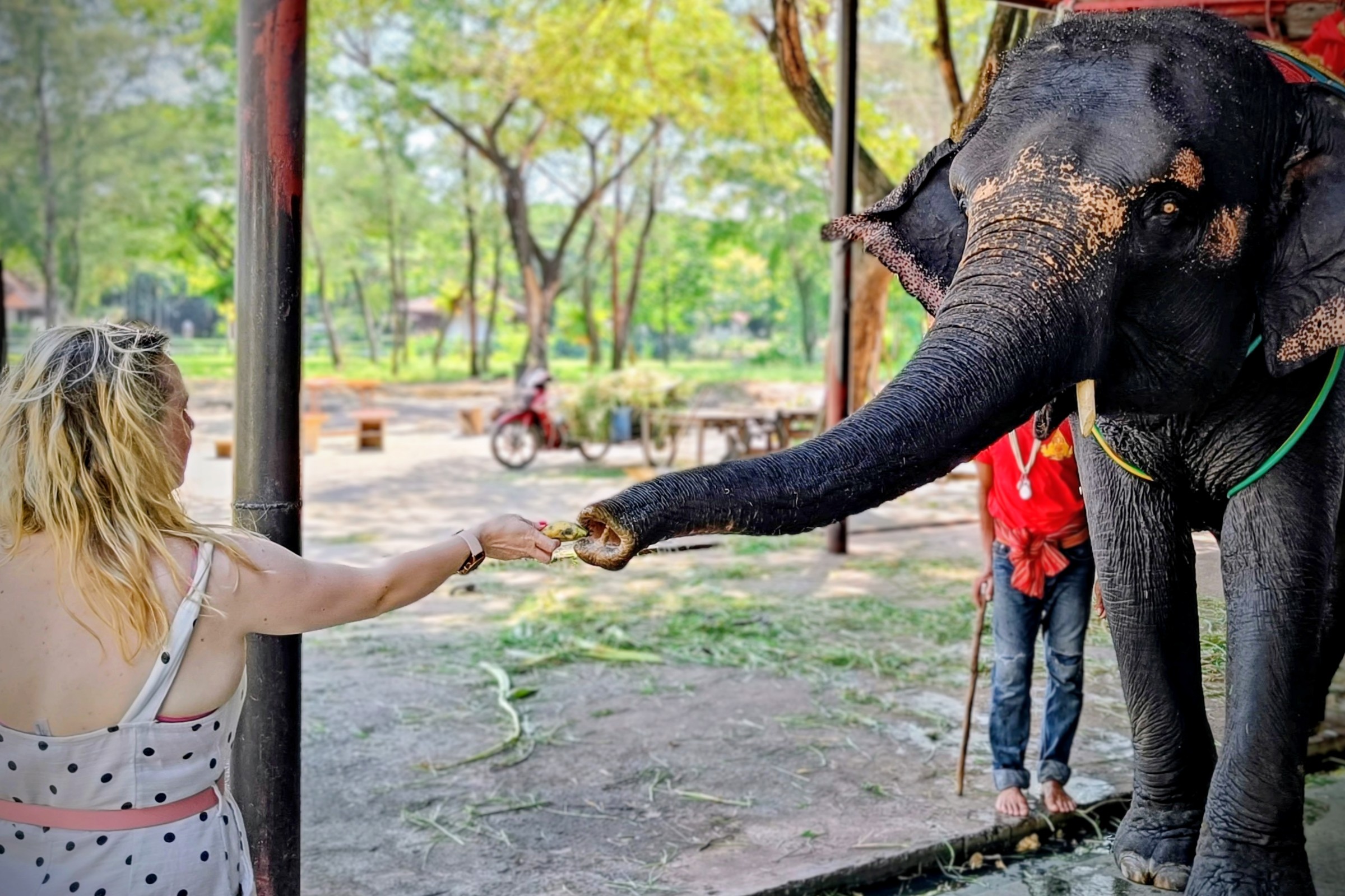 Guest feeding rescued elephant at sanctuary